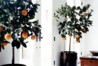 Inspiring Indoor Plans Garden Ideas To Makes Your Home More Cozier 53