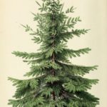 37 Totally Beautiful Vintage Christmas Tree Decoration Ideas 35