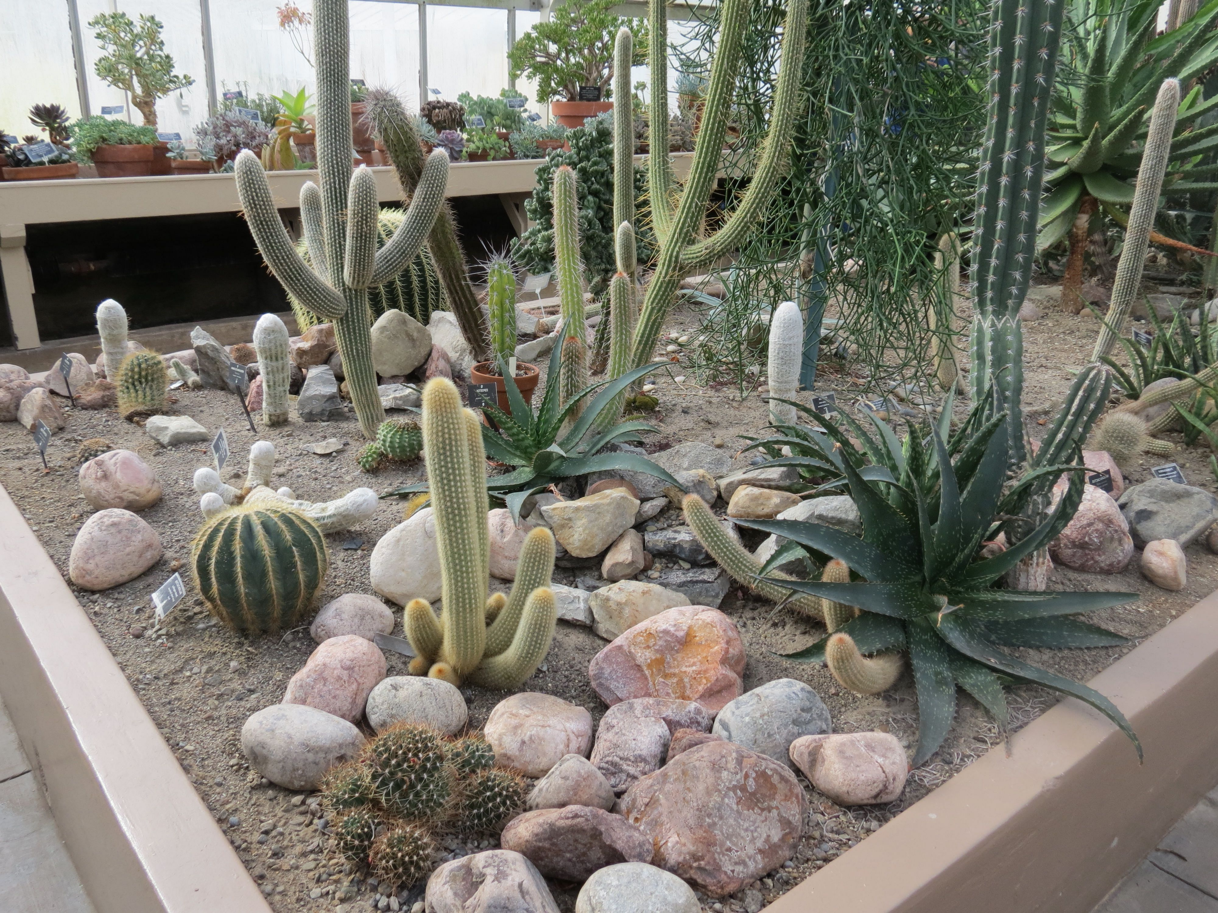10 Perfect Cactus Garden Design Ideas For Your Garden