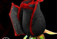 100 Pcs China Rare Black Rose Flowers Rare Amazingly