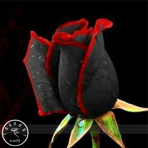 100 Pcs China Rare Black Rose Flowers Rare Amazingly