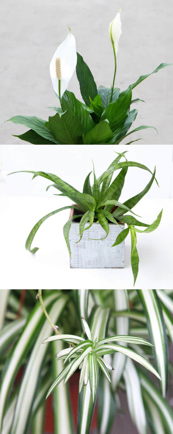 12 Easy Air Purifying Indoor Plants For Beauty Well