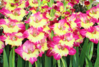 12 Gladiolus Dynamite Ii Flower Bulbs Packed 12 Flower
