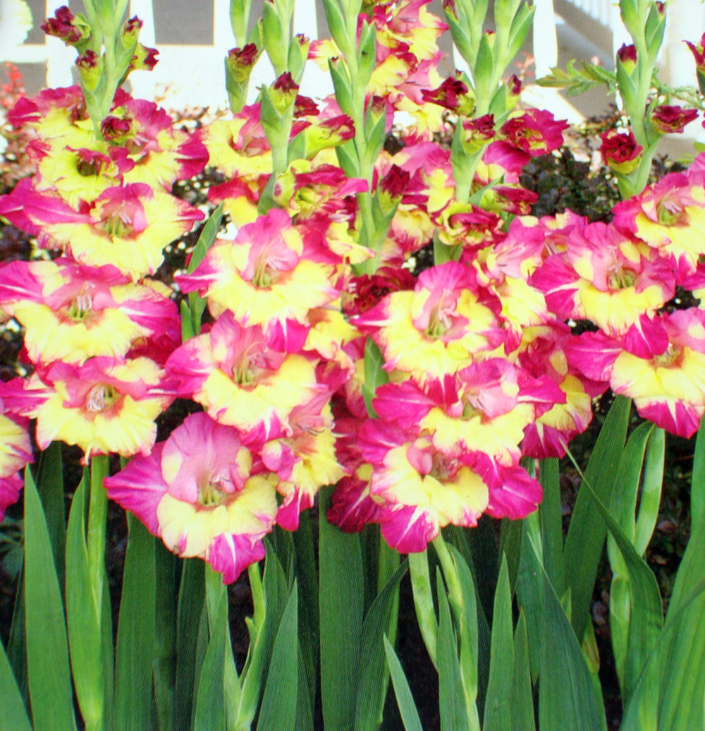 12 Gladiolus Dynamite Ii Flower Bulbs Packed 12 Flower