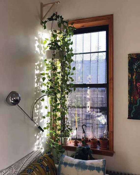 13 Inspiring Hanging Plants Ideas For Bathroom