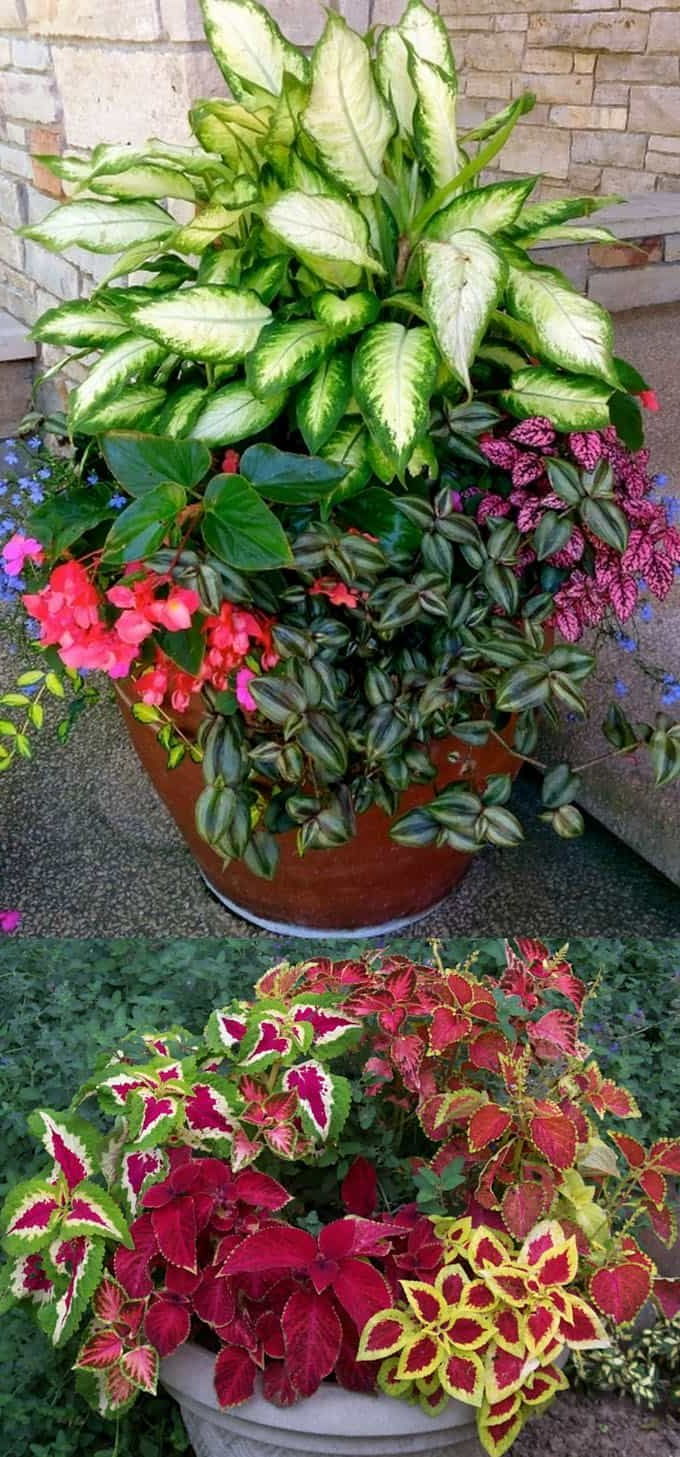 16 Colorful Shade Garden Pots Plant Lists Flower
