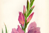 1946 Vintage Botanical Print Gladiolus Mauve