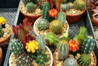 20 Beautiful Cactus Garden Ideas For Best Garden