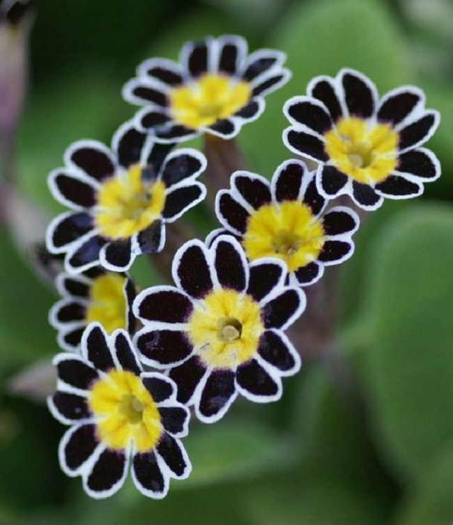 20 Black Flowers And Plants To Add Drama To Your Garden