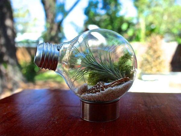 51 Most Amazing Air Plant Display Ideas Gardening Viral