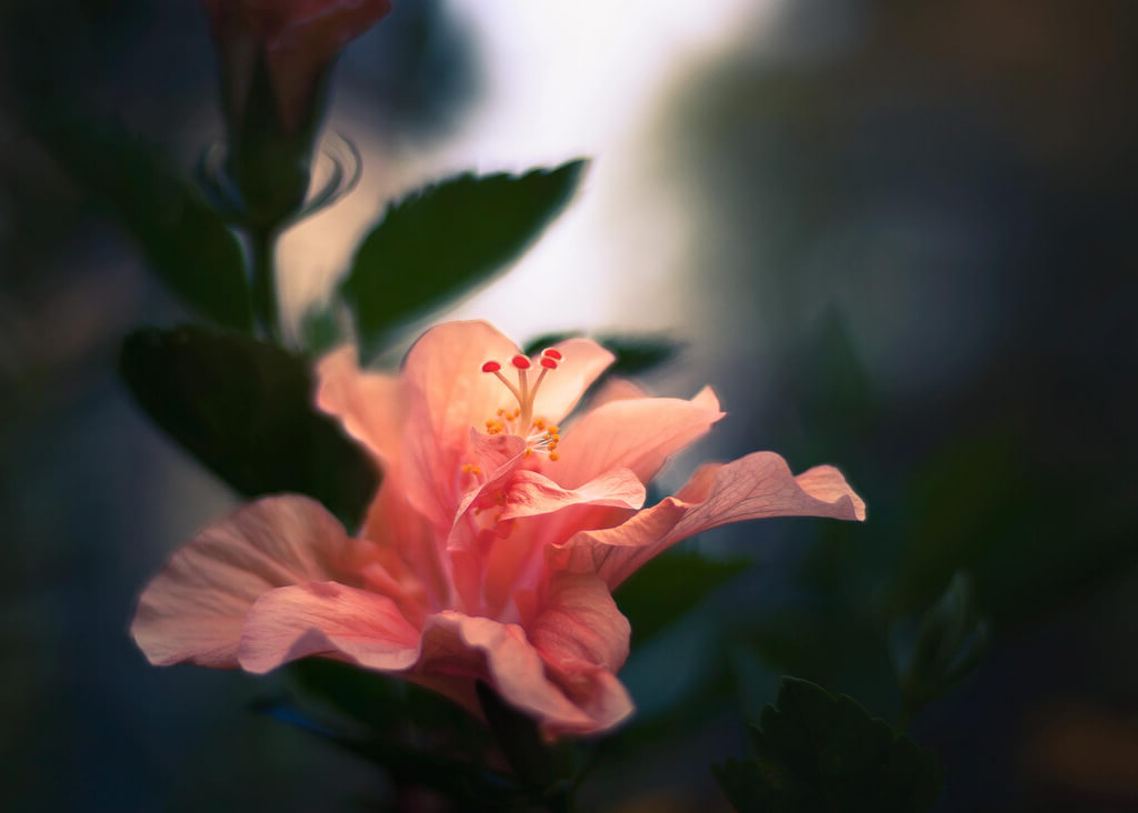 55 Beautiful Flower Pictures For Your Inspiration
