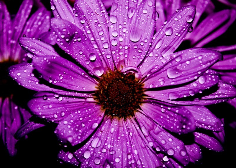 55 Beautiful Flower Pictures For Your Inspiration