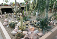 56 Best Images About Cactus Garden Ideas On Pinterest