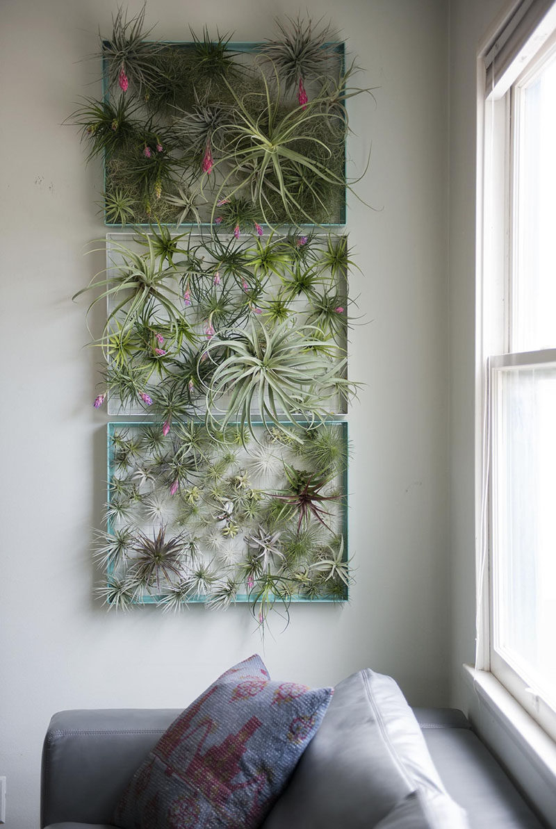 6 Creative Ideas For Displaying Air Plants In Your Home