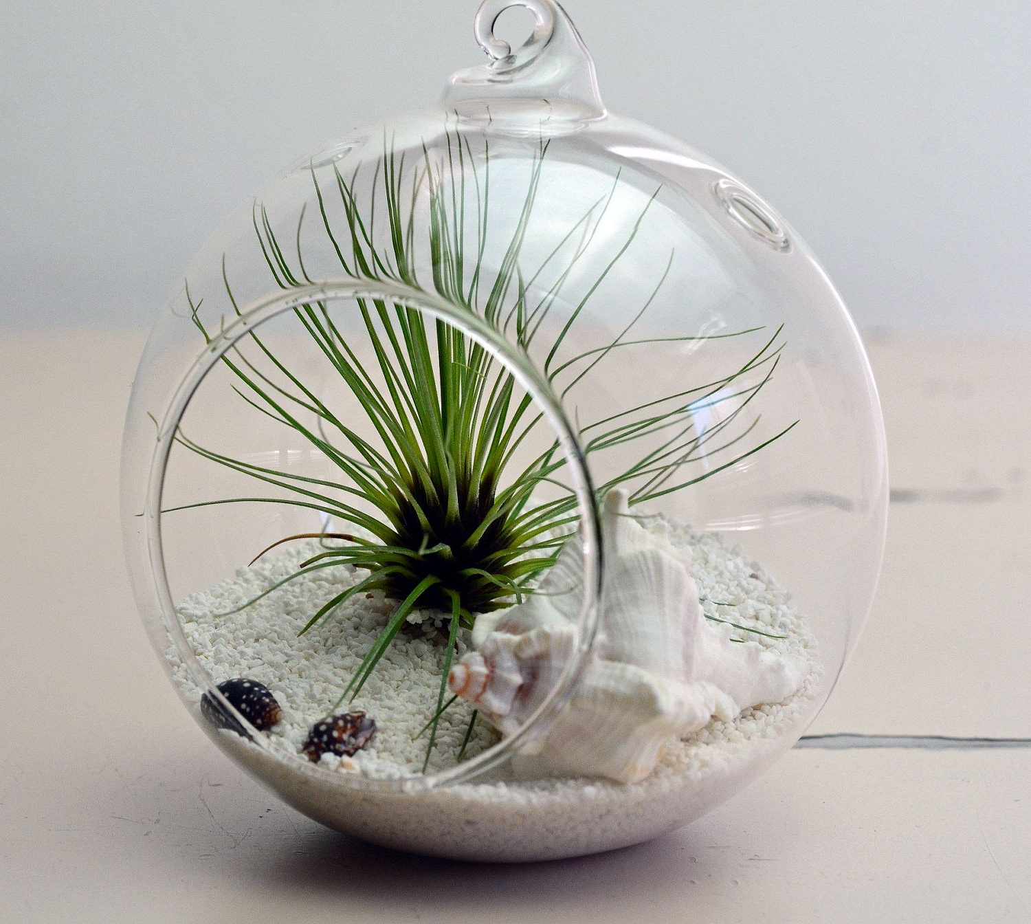 Air Plants Are Amazing Plants They Dont Need Soil To