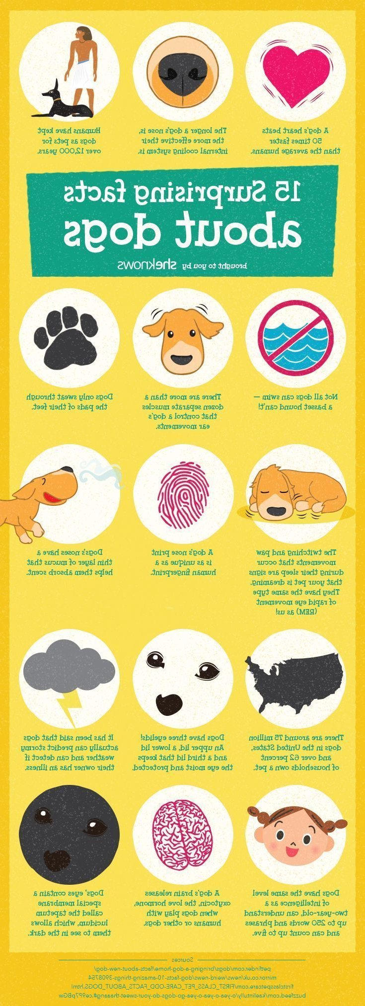 Amazing Dog Facts That Will Make You Love Your Pup Even