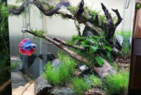 Aquascape With Driftwood And Rocks Betta Aquarium Betta