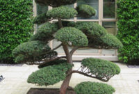 Arbres Nuage Japonais Bonsai Geant Juniperus Virg