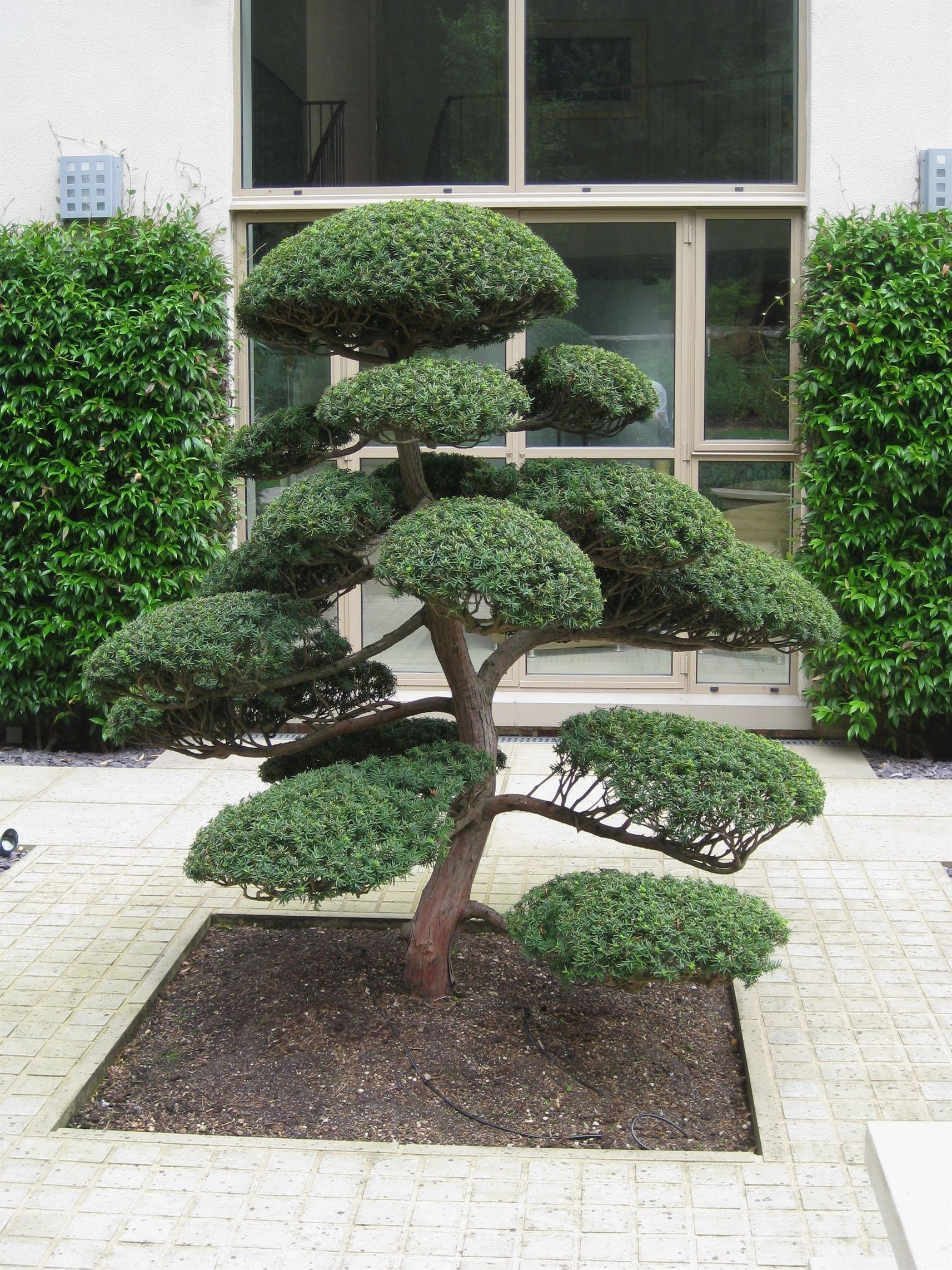 Arbres Nuage Japonais Bonsai Geant Juniperus Virg
