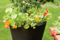 Beautiful Container Gardening Ideas With Images Tomato