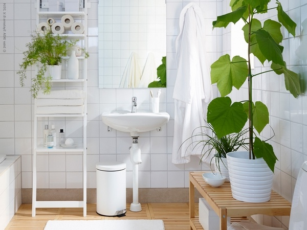 Best Plants For Bathrooms 20 Indoor Plants For The Bathroom