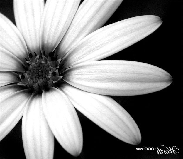 Black And White Flowers Google Search Black And White