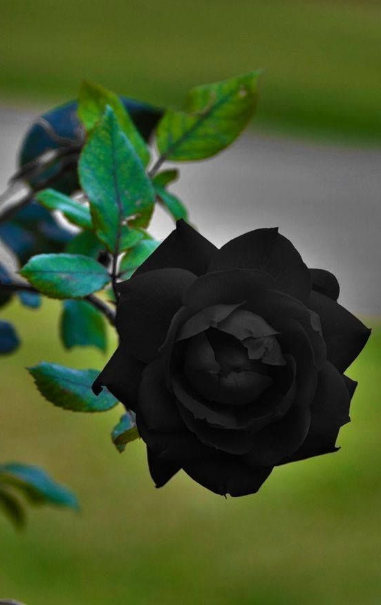 Black Rose Plants Flowers Growing Roses