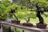 Bonsai Garden An Incredible Charm In Miniature Scale