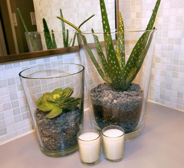Cool Elegant And Healthy Indoor Plants Homesfeed