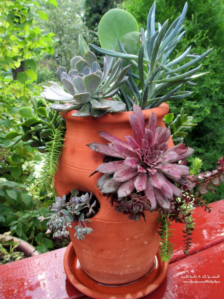Diy Project Succulent Planter Pot Our Fairfield Home