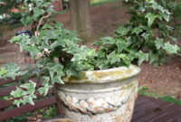 Easy Ivy Topiary That Can Be Enjoyed All Year Rose