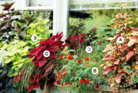 Easy Recipes For Beautiful Window Boxes In Sunny Spots