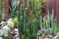 Fabulous Cactus Garden Landscape Idea For Side Home Garden