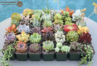 Facts About Succulent Plants And Succulent Care Flower