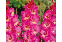 Garden State Bulb 10 Pack Windsong Gladiolus Bulbs At