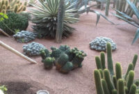 Garden With Desert Plants Including Cactus Long Lasting