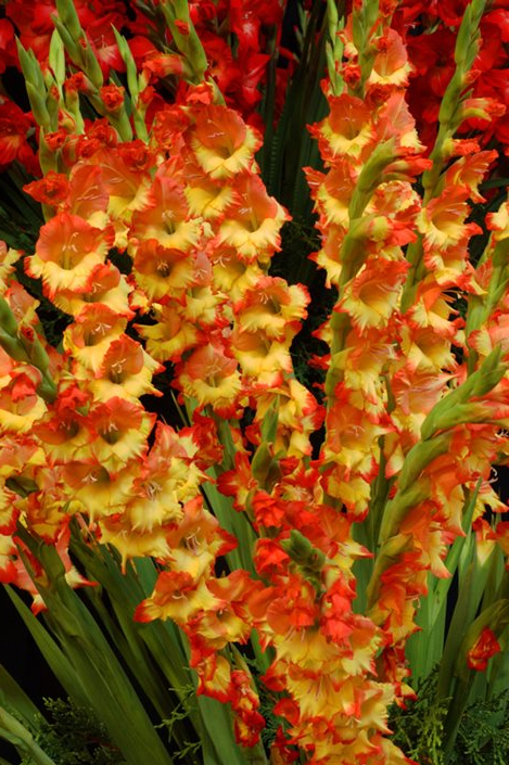 Gladiolus Flowers Planting Growing Caring For Glads