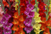 Gladiolus Hot Mix 24 Flower Bulbs Euroblooms