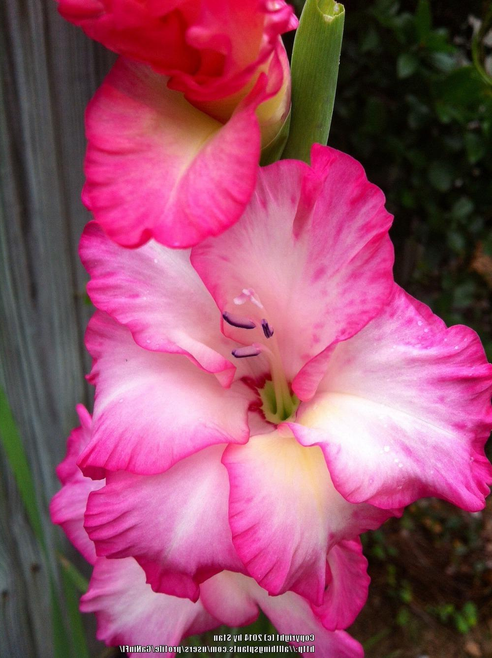 Gladiolus Plant Care And Collection Of Varieties Garden