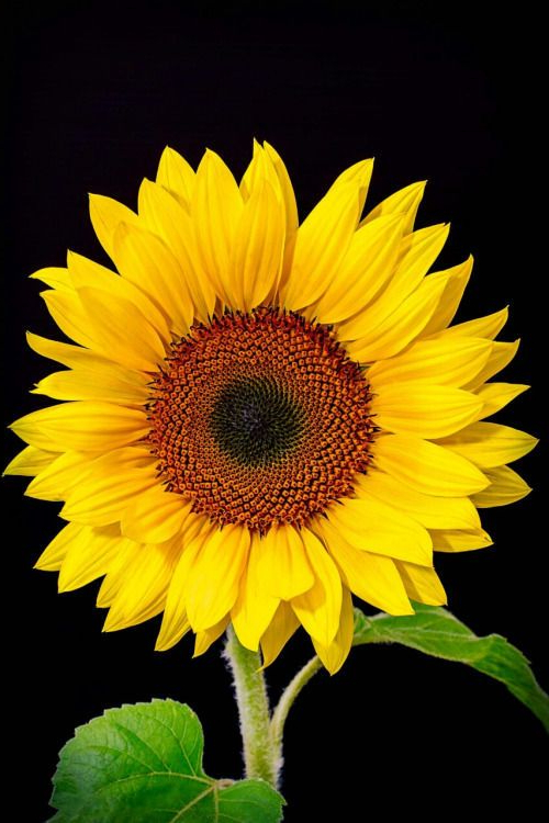 Gorgeous Flowers And Greenery Sunflower Pictures