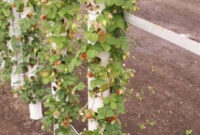 Grow Your Own Strawberries Plants Garden Edible Garden