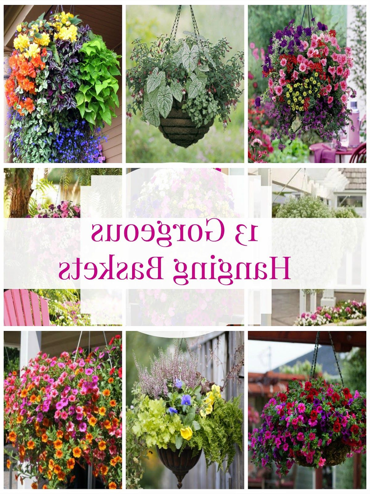 Hanging Flower Basket Inspiration Hanging Plants