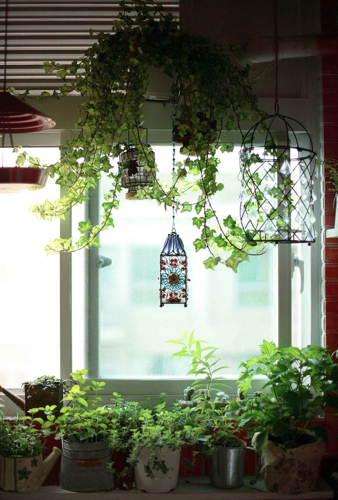 Hanging Plants In Bathroom Herbs On Windowsill In Kitchen