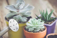 How Often To Water Succulents Plant Care Today