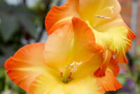 How To Grow Gladiolus And Add Color To Your Garden