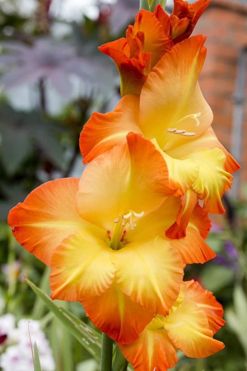 How To Grow Gladiolus And Add Color To Your Garden