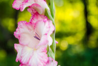 How To Plant And Grow Gladioli Install It Direct