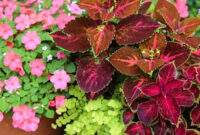 How To Plant Beautiful Container Gardens Skip To My Lou