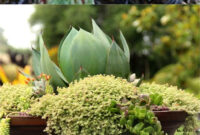 How To Plant Beautiful Succulent Gardens In 5 Easy Steps