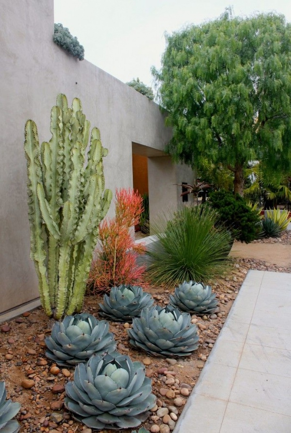 How To Use Cacti In Outdoor Decor Outdoortheme